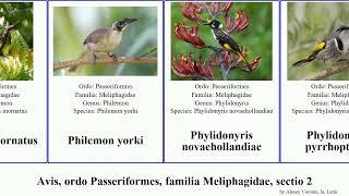 Avis ordo Passeriformes familia Meliphagidae sectio 2 myzomela philemon moho xanthotis bird