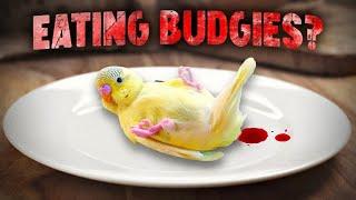 Can People Eat Budgies?