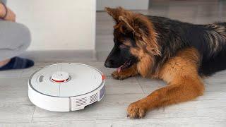 German Shepherd Puppy Shocked by Robot Vacuum