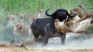 Amazing Africa The most dangerous animals of the continent