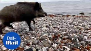 Wild boar charges out of sea and bites man walking along German coast