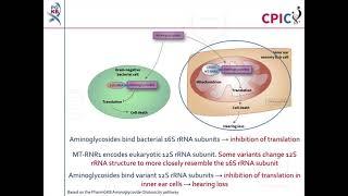 CPIC guideline for aminoglycoside antibiotics and MT-RNR1