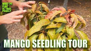 RARE MANGO SEEDLING TOUR