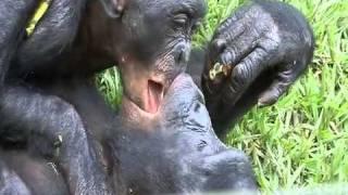 Bonobos kissing