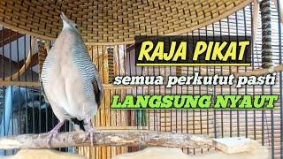 perkutut lokal gacor RAJA PIKAT ini ahlinya bikin burung perkutut gacor nyaut seketika