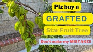 Growing Star fruit Carambola - A Noobs Mistake