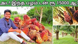 இந்த பழத்தில்தான் அந்த எண்ணெய் எடுக்குறாங்களா  Palm Oil Tree