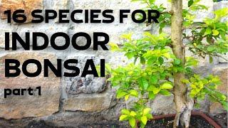 16 Tree Species for Indoor Bonsai Part 1
