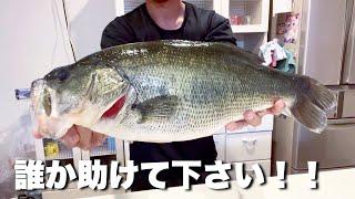 日本最大の湖　琵琶湖で釣ったブラックバスを食べてみると…