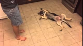 Dog Can Really Play Dead