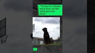 5 Rottweiler Dog Quotes That Will Melt Your Heart 