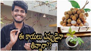 ఈ Longan కాయలు కనబడితే తినేసి పెంచేద్దాంTasting n growing Longan Fruits. #LonganFruits  #gardening