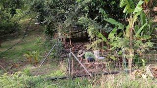 Planting Yams on a Fence