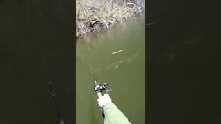 Muskie Eats The Snake