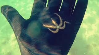 The Extraordinary Life of Sea Creatures Ophiura  Walking Starfish  Cam General Home Q9001 4K