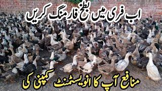 Duck Farming  How to start Duck Farming in Pakistan  Duck Farming Business in Punjab  UrduHindi