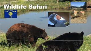 Wildlife Safari