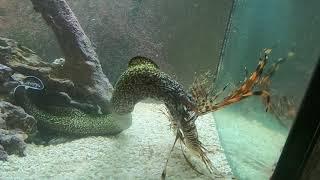 Savage the Speckled Moray Eel eats Lionfish for breakfast