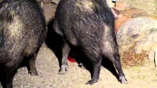 Javelinas and The Coffee Container