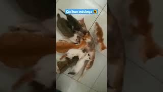 Pentingnya menjaga jarak kehamilan ya ibu-ibu ini yg terjadi kasihan kan. #shorts #short #kucing