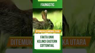 FAKTA UNIK HEWAN Kelinci eastern cottontail yang Wajib kamu TAU #shorts #faunasticshorts #faktaunik