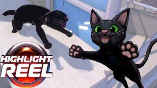 Little Kitty glitches out   Highlight Reel # 742