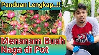 Panduan Lengkap Cara Menanam Buah Naga di Dalam PotAgar Buah Naga Cepat BerbuahTabulampot BuahNaga