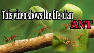 Ant life AMAZING