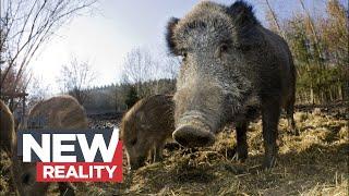 Feral Swine Bomb How wild pigs are threatening Canada’s ecosystems and economy