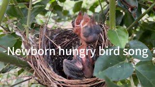 Can you hear newborn hungry birds song # Relaxing sound for pregnancy #