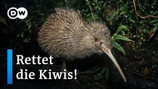 Kann Neuseeland die Kiwis vor dem Aussterben retten?  DW Reporter