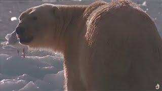 Be a Predator Polar Bear vs. Leopard Seals  Wild Life Documentary