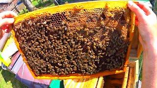 ВЕСНА наконец то пришла Первое расширение семьи новичком пчеловодом от первого лица.