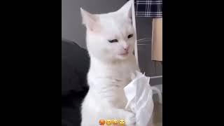 Funniest Animals    Best Of The 2020 Funny Animal Videos    Cutest Animals Ever