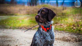 Best Hunting Dog Collars 2023 - Top 5 Hunting Dog Training Collars On Amazon