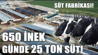 650 İnekten Günde 25 Ton Süt Son Teknoloji Fabrika Gibi Süt Çiftliği  Marka Çiftlikler