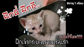 ฝึกน้องเข้ากระบะทราย ครั้งแรก #น้องเดือนนึง #ลูกแมว #กระบะทราย