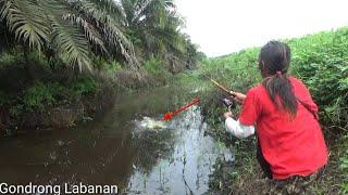 Gak ada orang mancing Ikan ngantri nungguin umpan jatuh