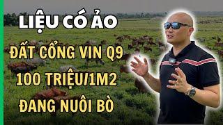 Đất 100 trm2 đang nuôi Bò đường xuyên thẳng Vinhomes Grand Park liệu có ảo  KuLand