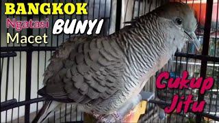 Suara Burung Perkutut Bangkok Gacor Kutut Bangkok Manggung Manggil Bunyi Perkutut Lokal Atau Crosing