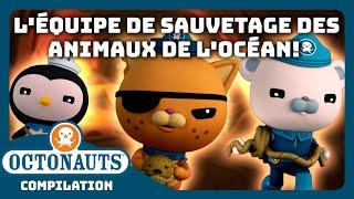 Octonauts - ‍️ Léquipe de sauvetage des ANIMAUX de locéan ️  Compilation