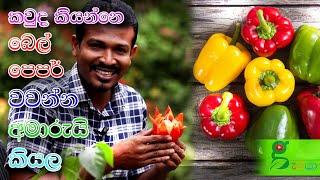 93 සරල රහස් bell pepper  ඔබේ ගෙවත්තට -වස විස නැති කාබනික වගාවක්