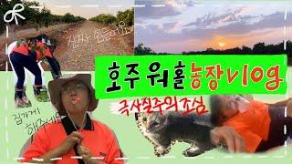 vlog 호주 농장 24시간 밀착 브이로그ㅣ호주 농장에서는 뭘 할까? ㅣ24-hour close-up vlog of Australian farm