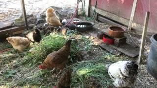 Raising chickens 101 getting started & what they dont tell you