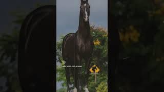 Golden Rock #marwarihorse #marwaristallion #ytshorts #viralvideo