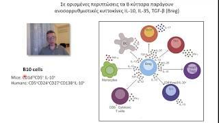 Β λεμφοκύτταρα Δράση αντισωμάτων και κυττοκινών-ρυθμιστικά Β λεμφοκύτταρα
