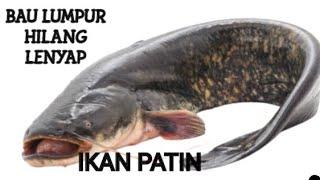 CARA MENGHILANGKAN BAU LUMPUR DAN AMIS PADA IKAN PATIN