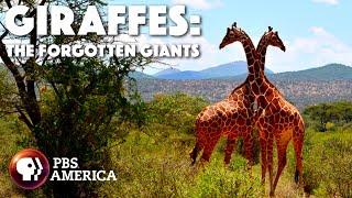 Giraffes The Forgotten Giants FULL SPECIAL  PBS America