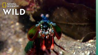 Mantis Shrimp Packs a Punch  Predator in Paradise