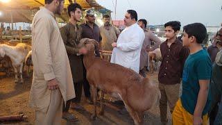 live Soda  Dosto ki Farmaish Par  Qurbani 2022  Bakra Eid